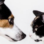 My Cat Hates My Dog - What Should I Do?