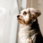 Why Is My Dog Jumpy? - 7 Causes That Might Surprise You