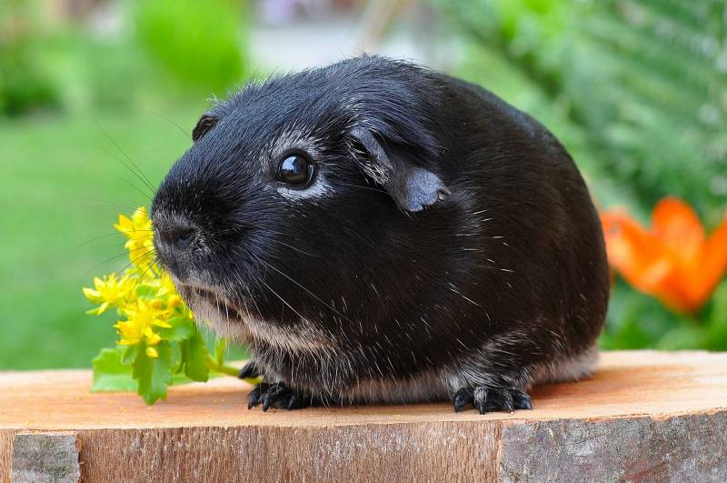 Guinea Pig losing hair