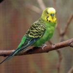 Why Do Parakeets Chirp? [Main Reasons]