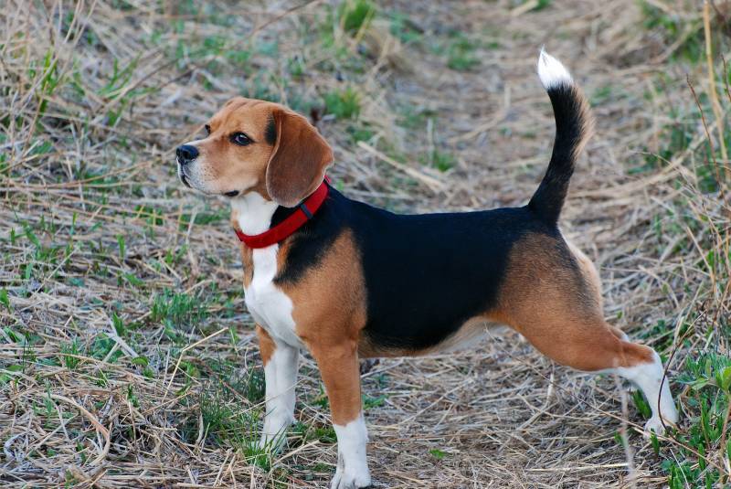 White discharge from female dog in heat