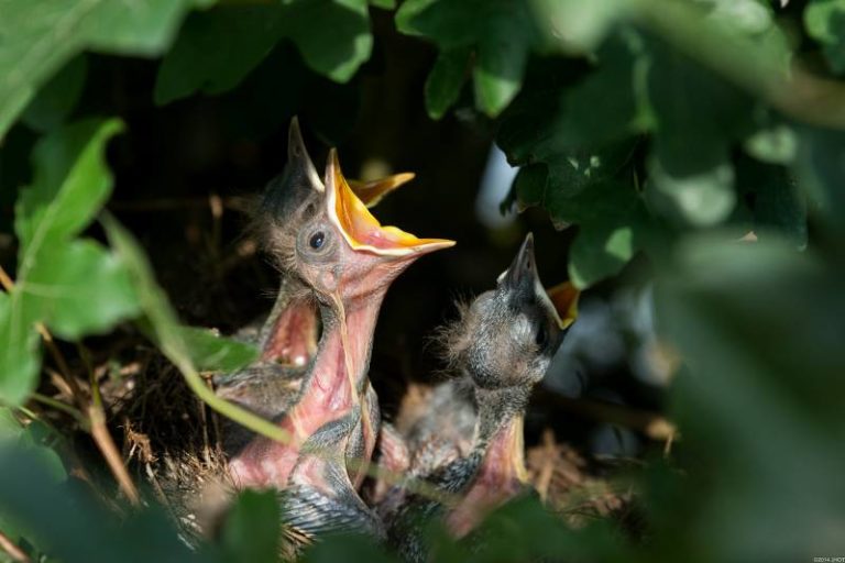 7 Reasons Baby Birds Die In The Nest - All About Pets