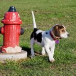 Why Do Dogs Like Fire Hydrants? - Reasons Explained