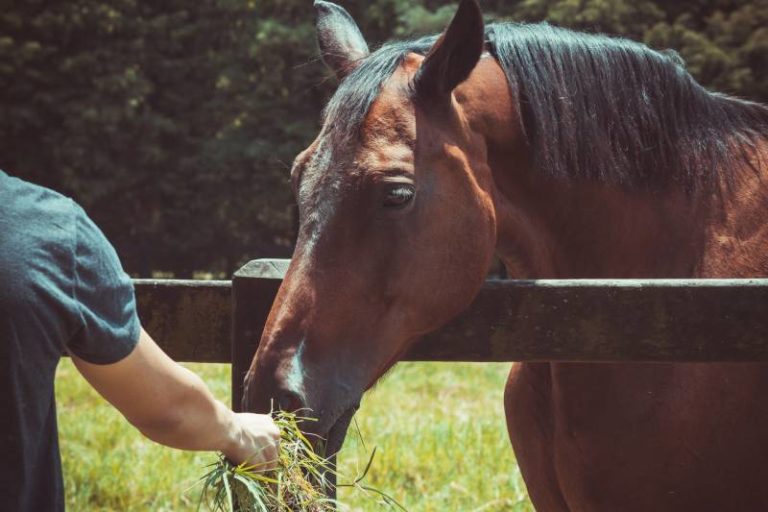 Why Do Horses Eat Hay? All About Pets