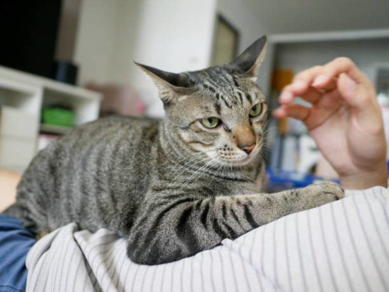 Why Does My Cat Lay On Me All Of A Sudden? [ 7 Reasons ...