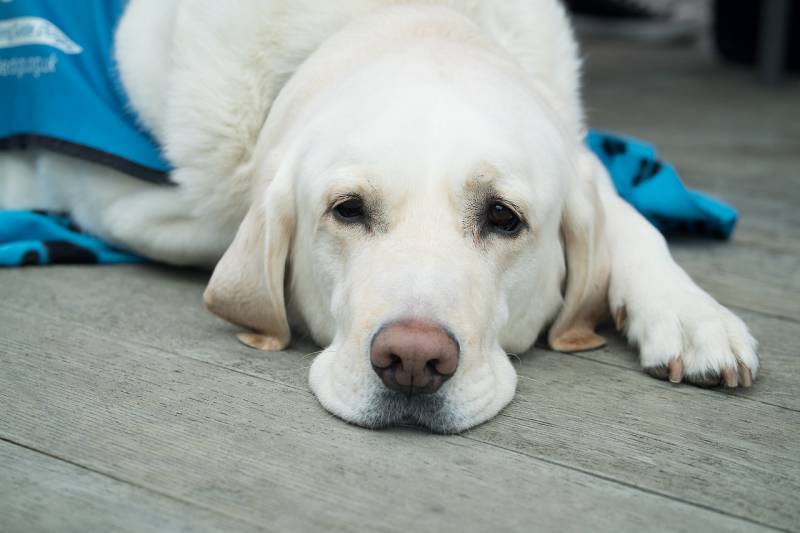 Why my dog acts strange after Grooming