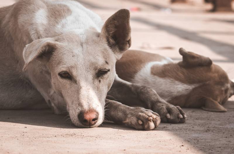 why do old dogs lick so much