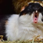 Guinea Pig Wheezing – Causes & Treatment