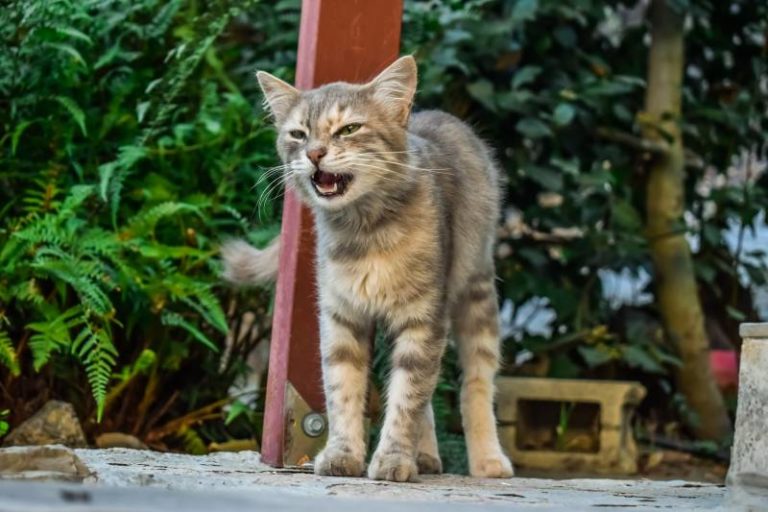 My Cat Can't Meow Just Squeaks Why? [6 Top Reasons] All About Pets