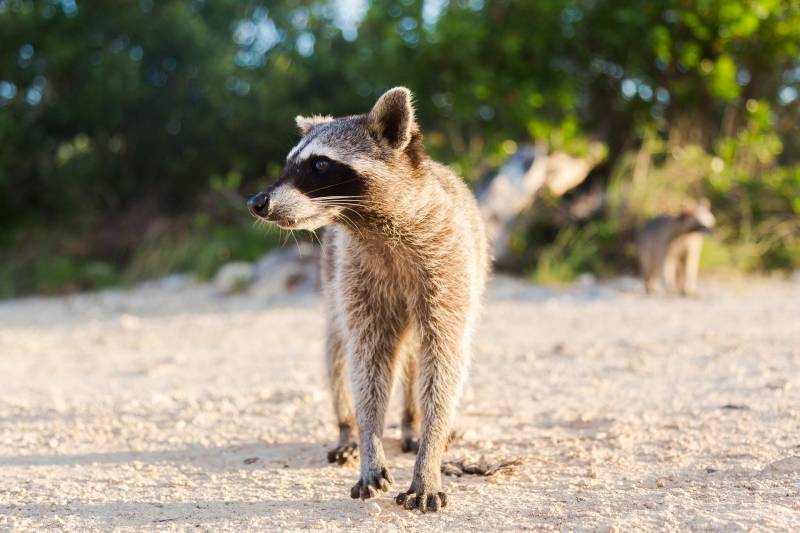 How To Get A Pet Raccoon? Necessary Steps All About Pets