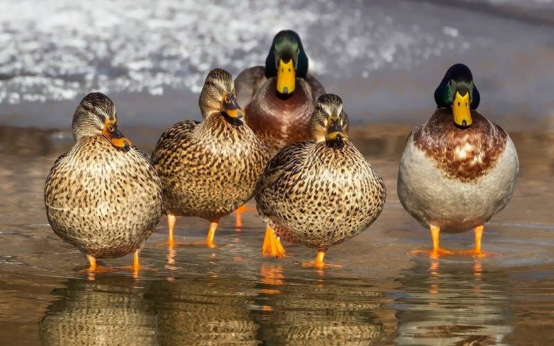 How do Ducks Mate