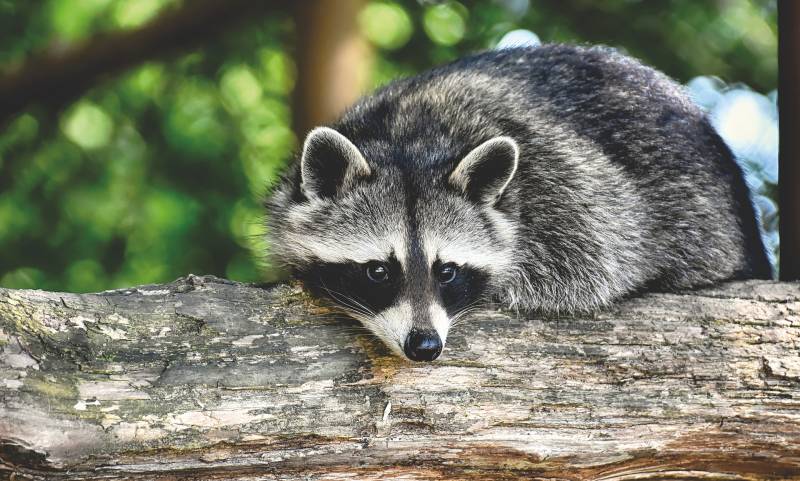 How to Train a Raccoon