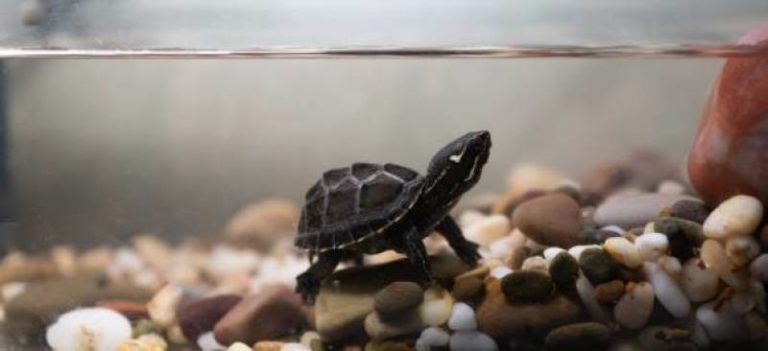 Musk Turtle Tank Setup - Guide - All About Pets