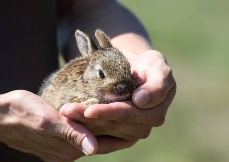 Potty Training a Rabbit