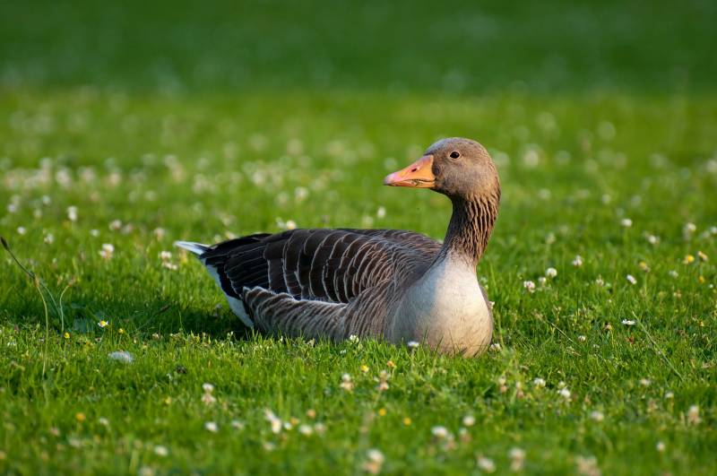 Reasons Ducks Wag their Tails