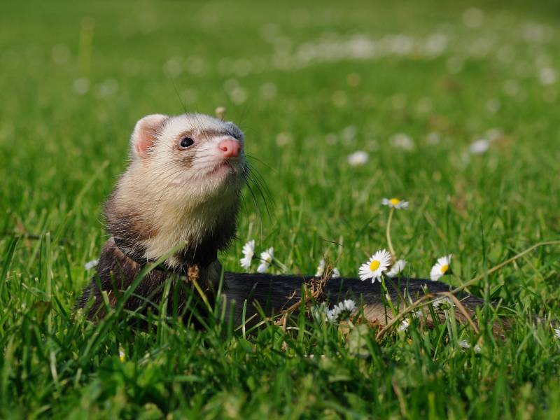 Reasons Ferrets Smell