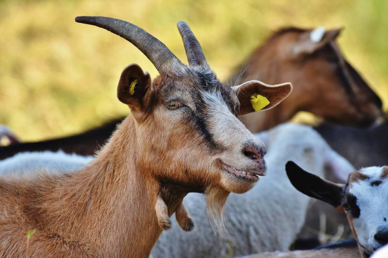 Reasons Goats Scream