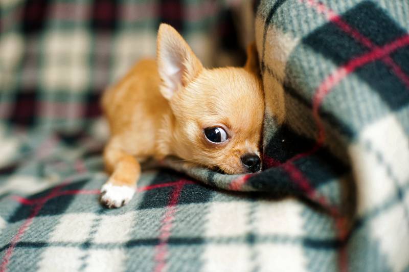 Why Are Chihuahuas So Mean Most Surprising Reasons All About Pets