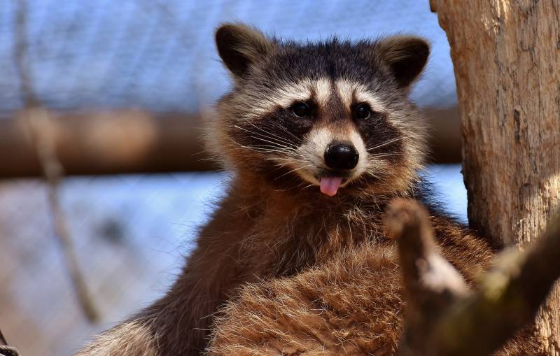 Training a Raccoon