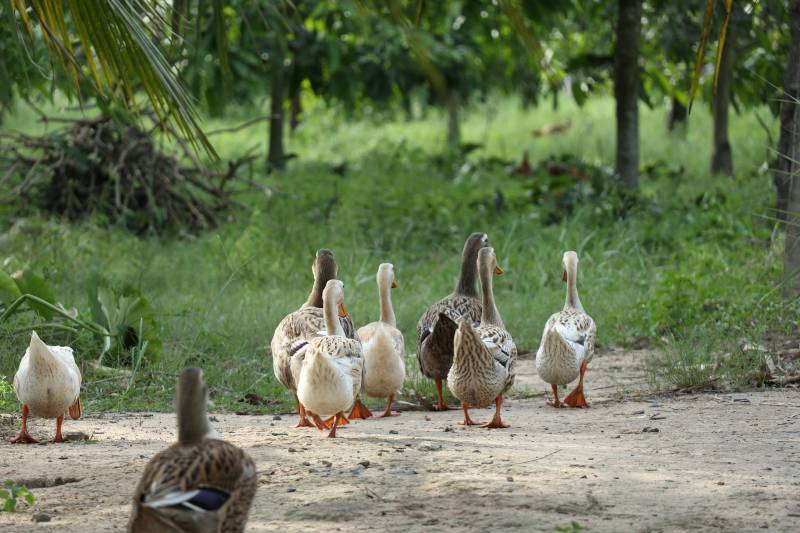 Why do Ducks Wag their Tails