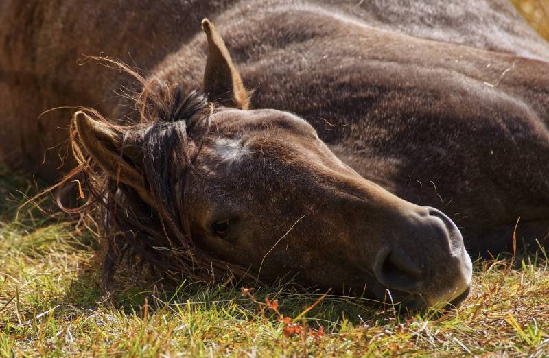 Why do Horses fall after mating