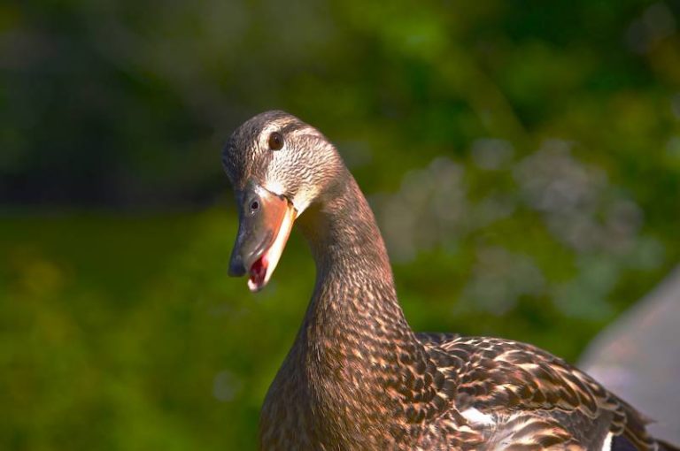 why-do-ducks-quack-interesting-reasons-all-about-pets