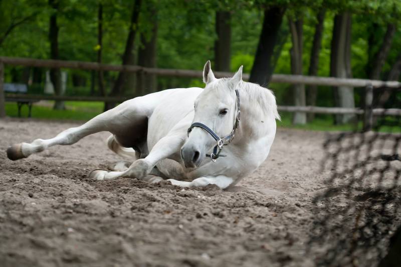 Why some Horses fall after mating