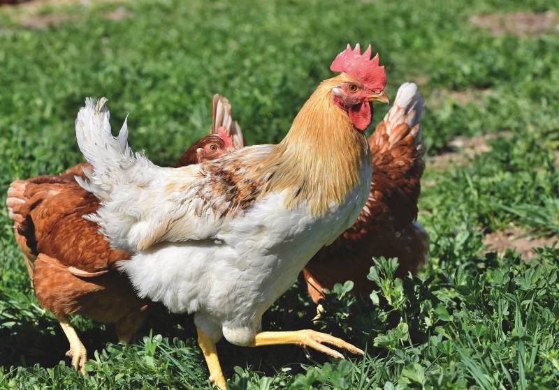 Chicken Feather Loss with Red Skin