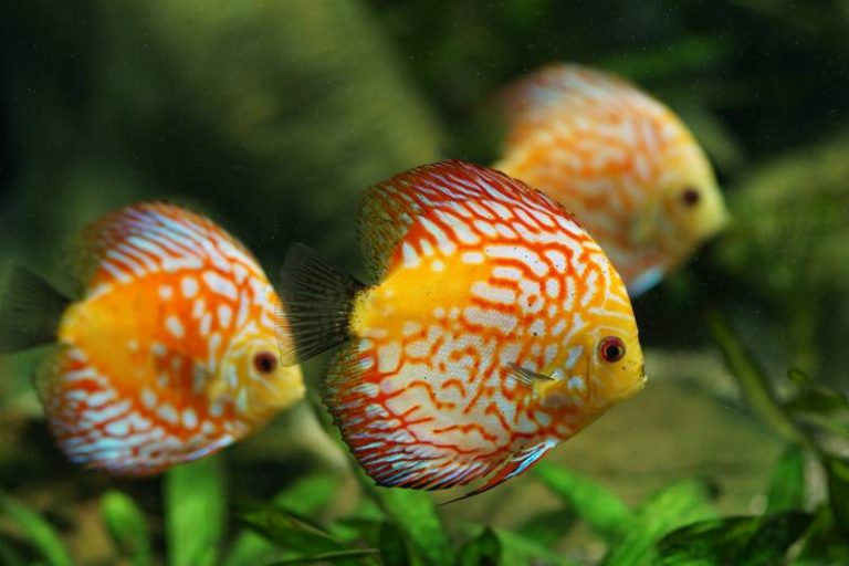 Fish Keep Dying But Water Is Fine Why? All About Pets