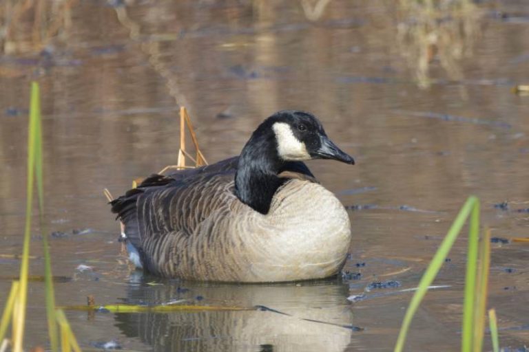 Here's Why Canadian Geese Are Protected - All About Pets