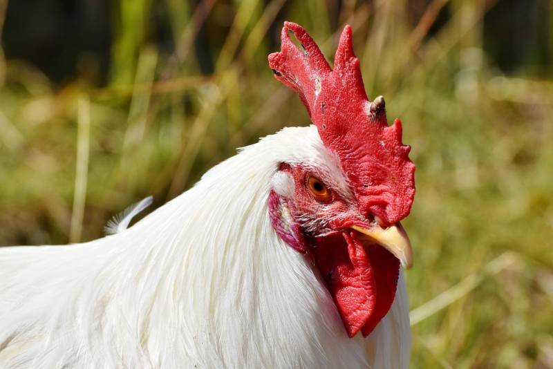 Reasons For Chicken Feather Loss with Red Skin