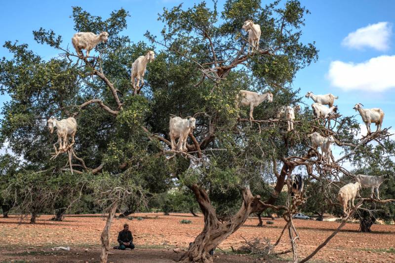 Reasons Goats Climb Trees