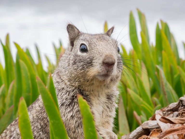 Why Squirrels Make So Much Noise? Now We Know! - All About Pets