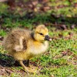 What To Feed Baby Geese? - Guide