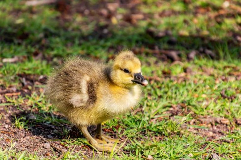 What To Feed Baby Geese? - Guide - All About Pets