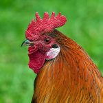 Wheezing Chicken Treatment - Essential Steps