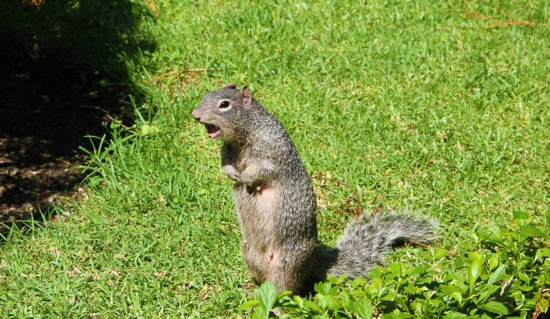 Why Squirrels Make So Much Noise