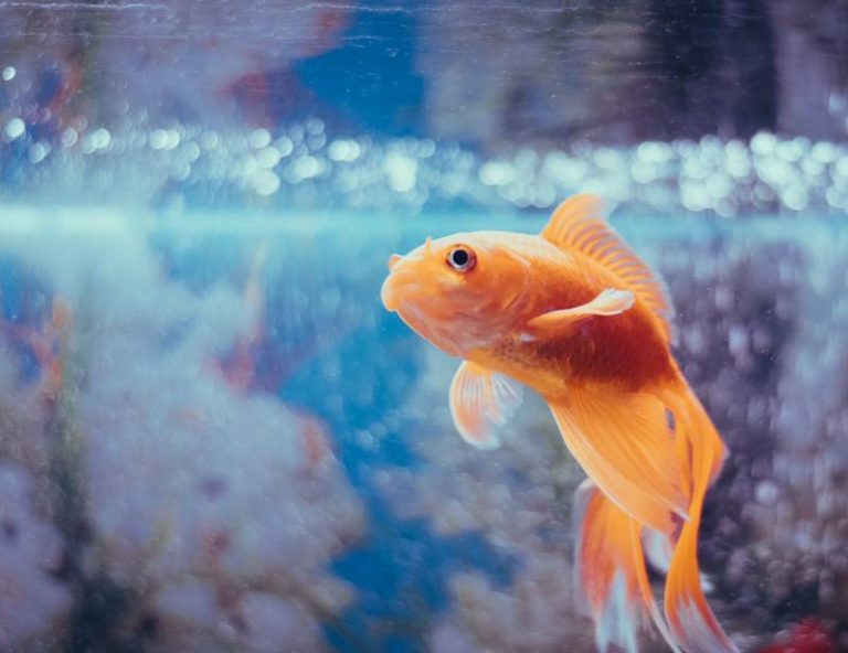 Fish swimming at the top of the tank