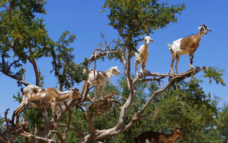 Why do Goats Climb Trees