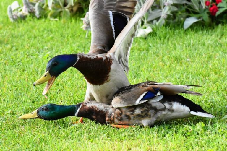 Why Ducks Attack Each Other True Reasons All About Pets