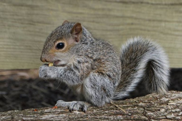 Why Do Squirrels Move Their Babies? - All About Pets