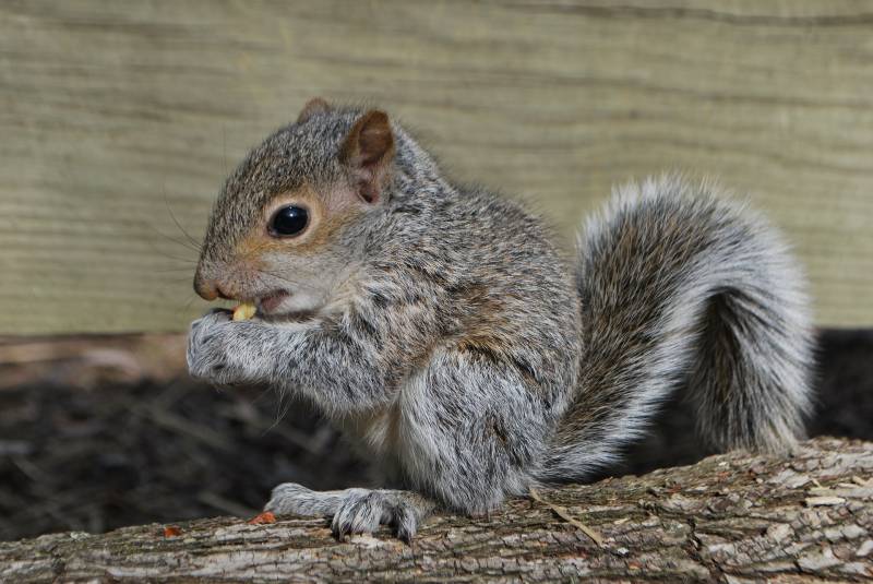 Reasons Squirrels Move Their Babies