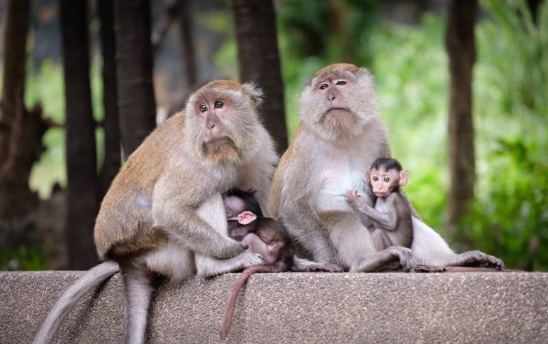 Why Do Monkeys Bite Their Babies