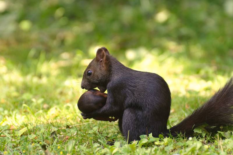 Why Do Squirrels Move Their Babies