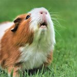 Why Do Guinea Pigs Make Noise