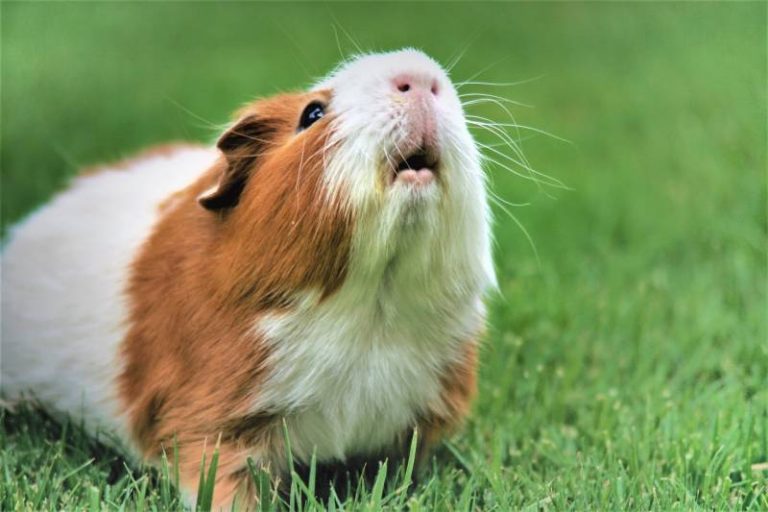 Why Do Guinea Pigs Make Noise All About Pets