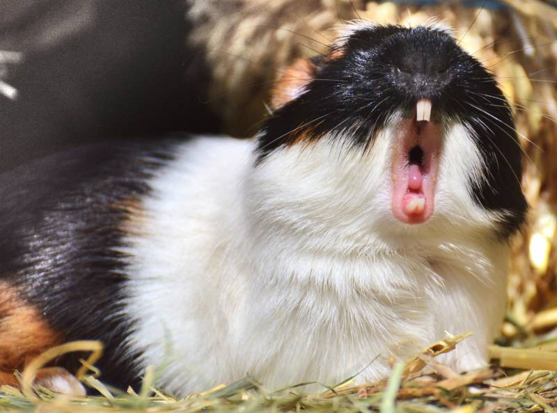 Why guinea pigs make noises