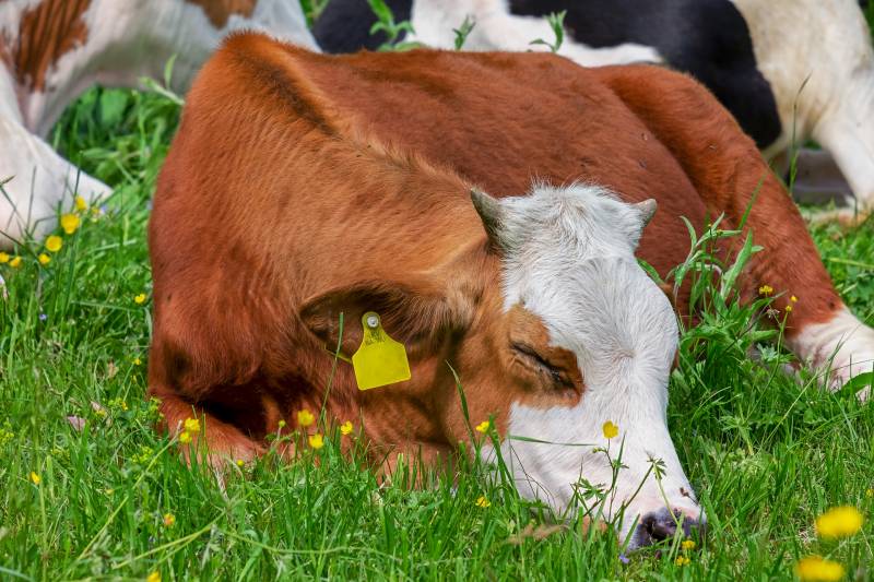 cows sleeping on mattresses