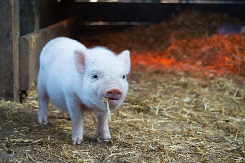 Reasons why pigs eat their babies