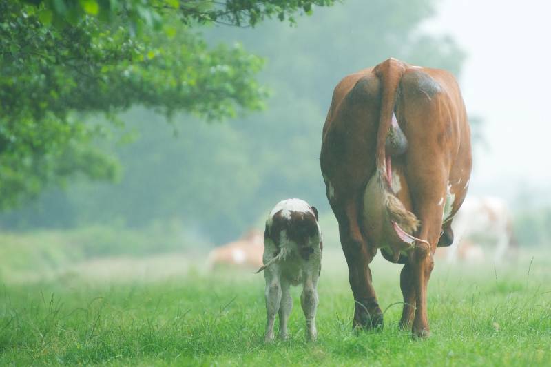 Why Do Animals Eat Their Placenta? - All About Pets